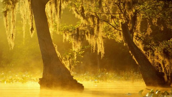A lethal element is spreading through the vast swamps of south-east Georgia