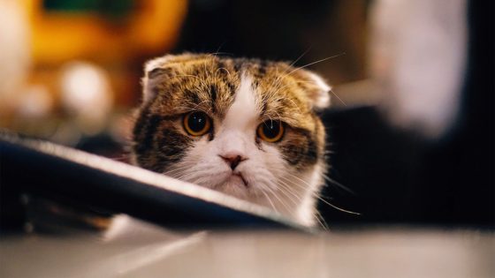 Angry Cat
