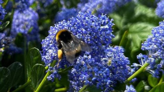 Hommels en bijen zijn er nu al in grote aantallen, maar volgende maand volgen minder leuke insecten