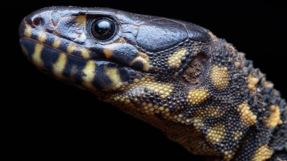 a close-up of a black lizard with yellow spots