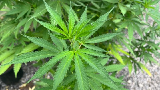 North Carolina Senate passes bill to ban synthetic hemp and regulate Delta-9, THC products