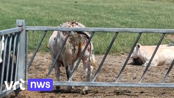 "Geen dierenverwaarlozing" zegt politie na ophef rond verbrande koeien in Alveringem