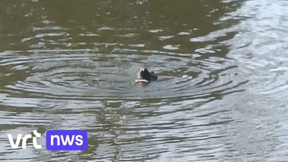 Sea-Life roept op om grijze zeehond in kanaal Brugge-Oostende met rust te laten