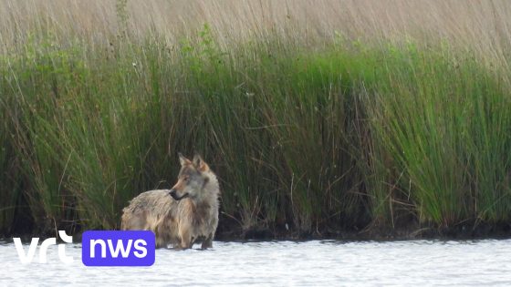Zeldzame beelden: wolvin Emma zoekt verkoeling in ven in de Kempen