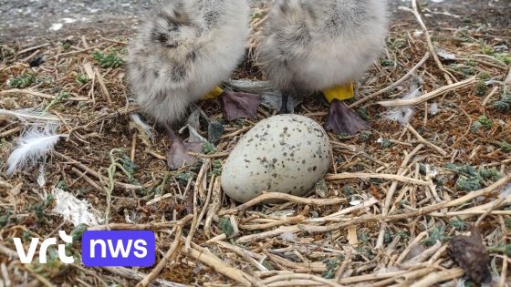 Voor het eerst kuikens van grote mantelmeeuw geboren in ons land, namelijk in Zeebrugge 