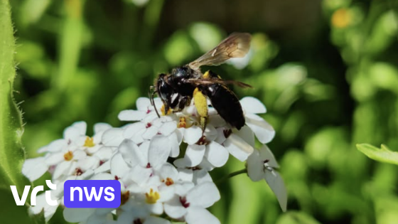 Zeldzame gitzwarte zandbij gespot in centrum van Bree: "Een bijzondere nieuwe inwoner"
