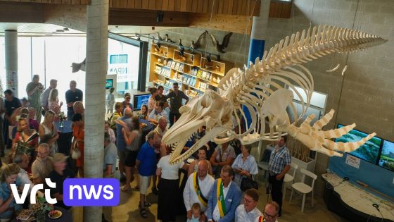 Skelet van orka die aanspoelde aan Belgische kust onthuld in De Panne