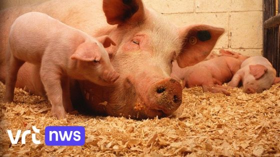 Omwonenden grote veestallen in Wuustwezel en Hoogstraten krijgen ongelijk van rechter: geen sprake van 'falend geurbeleid'
