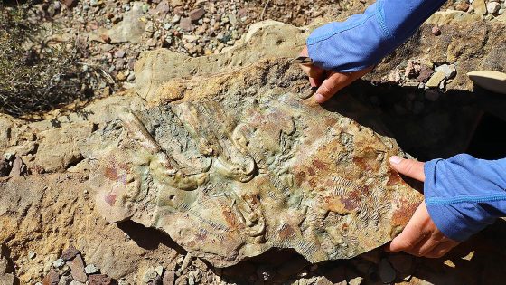 Paleogeographic maps and key trilobites of representative Tonto Group landscapes. Gray lines represent Cenozoic faults, which are labeled on lowest diagram and may have been active during Cambrian time: GW—Grand Wash; H— Hurricane; M—Monument; B—Butte. Credit: University of New Mexico