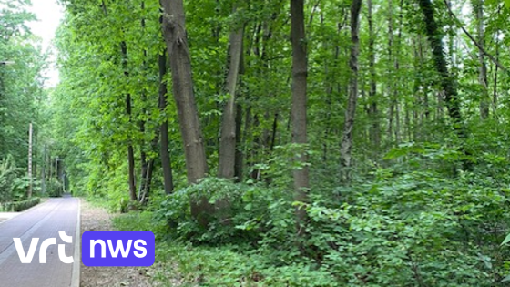 Actiegroep uit Rotselaar voorkomt opnieuw verkaveling in oud bos