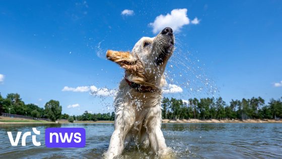 Dinsdag en woensdag code oranje: tot 38 graden in grote delen van het land
