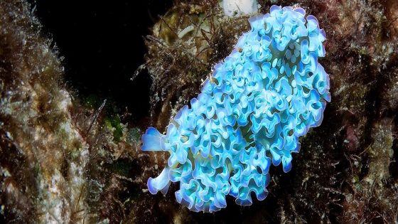 Sea Slugs Steal Body Parts From Prey to Gain Their Powers : ScienceAlert