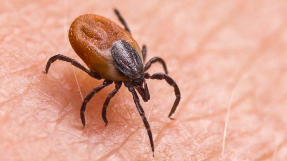How to protect yourself from ticks year-round