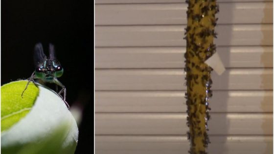 Vliegenplaag teistert dorp: oorzaak is gevonden, maar inwoners moeten steentje bijdragen