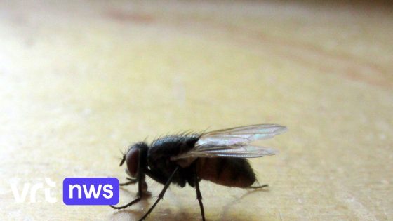 Vliegenplaag in Ten Aard, Geel: "Ik heb al honderden vliegen doodgemept", zegt burgemeester Pareijn