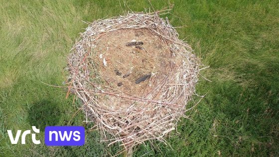 Alle jonge ooievaars in natuurgebieden Buylaers en Daknam in Lokeren dood door aanhoudende droogte