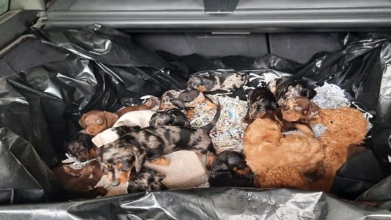 Twintig puppy’s met bestemming België ontdekt in auto aan Duits-Tsjechische grens