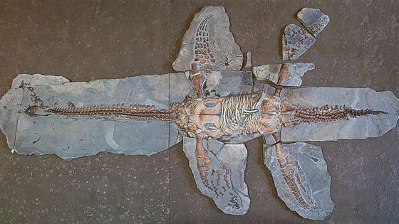 Scientists Stunned By 183 Million Year Old Fossil With Intact Skin And Scales
