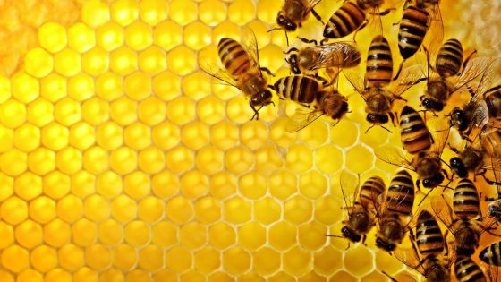 In the Dead of Night, an Escape of 250M Bees