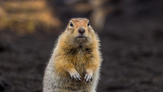 Scientists Dropped Gophers Onto Mount St Helens For 1 Day. 40 Years Later, The Effect Is Astonishing