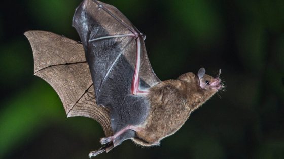 Why Bats Don't Get Cancer—and What That Means for Humans