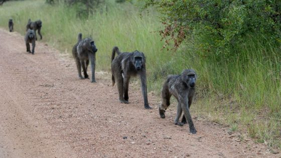 There Is A Very Particular Reason Why Baboons Travel In Straight Lines