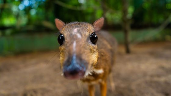 Meet The Chevrotains Or “Mouse Deer”, The Smallest Hoofed Mammals On Earth