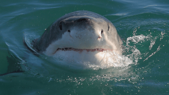 Why Do Sharks Have Nostrils? They Don't Have Lungs