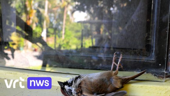 Vogelbescherming Vlaanderen lanceert groepsaankoop 'birdpen' tegen raamslachtoffers