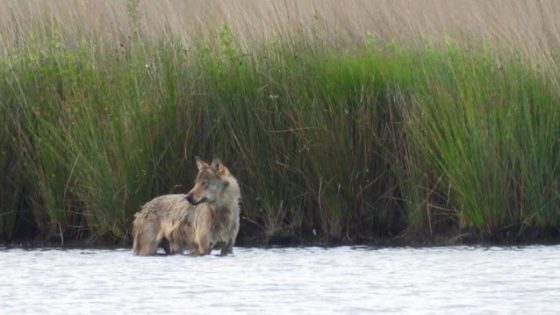 Wolvin Emma neemt frisse duik in Antwerps natuurgebied: “Uitzonderlijke beelden” (Antwerpen)