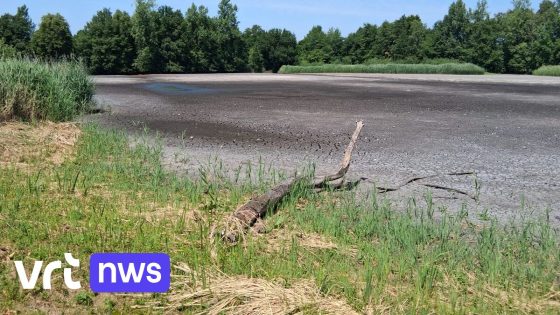 10.000 vissen gered uit opdrogende vijvers in Prinsenpark in Retie