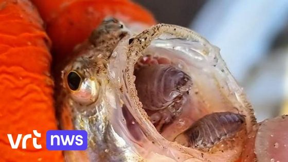 7 keer meer giftige pietermannen aan de kust dan vorig jaar: "Draag watersandalen"