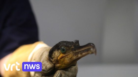 Aalscholver in park Tervuren gered met vishaak én hagelbolletjes in het lijf