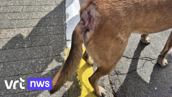 Agressieve rottweiler bijt andere hond in Boutersem: "Niet de eerste keer dat die hond uitbreekt" 