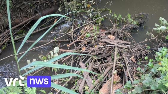 Gemeente Balen verwijdert beverdammen in de Nete en de Laak: "Akkers liepen onder water"