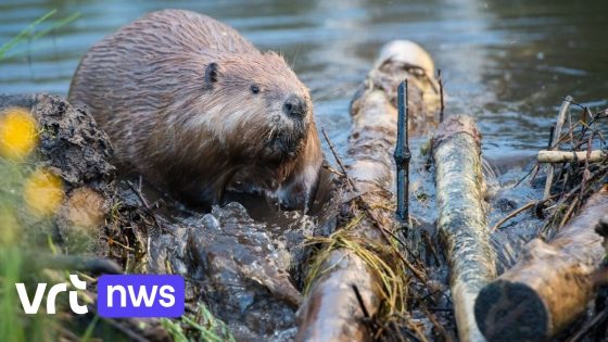 Jaagpad Kanaal naar Beverlo afgesloten op grens van Leopoldsburg en Balen: "Bevers hebben tunnels in de kanaaloever gegraven"   