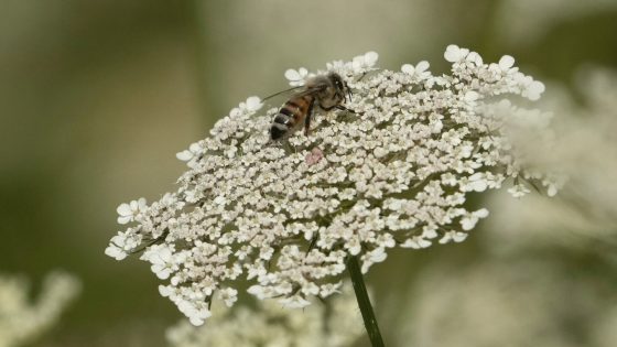2 dozen injured in bee attack in French town