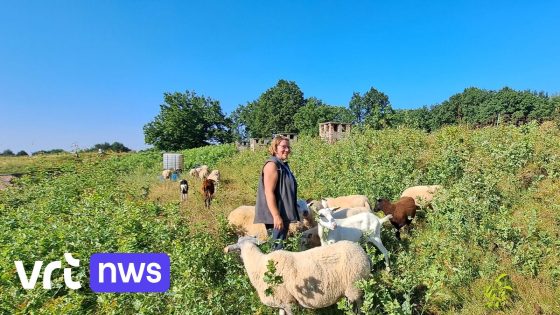 Kudde schapen en geiten graast op dak van citadel in Diest: "Hele uitdaging om te zorgen dat ze er niet afvallen"