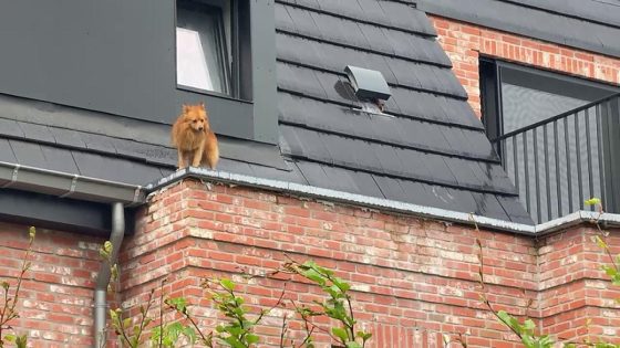 Brandweer rukt uit voor hond die door spijlen balkon glipt en in dakgoot belandt