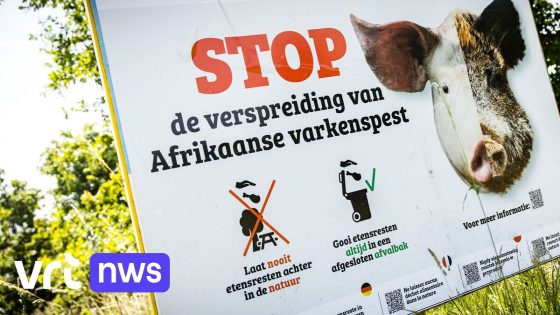 Voedselagentschap waarschuwt: "Breng geen vlees mee uit gebieden met Afrikaanse varkenspest"