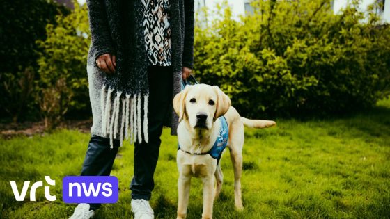 Belgisch Centrum voor Geleidehonden uit Tongeren zoekt weekendgezinnen: "Gewoon knuffelen en laten ontspannen"