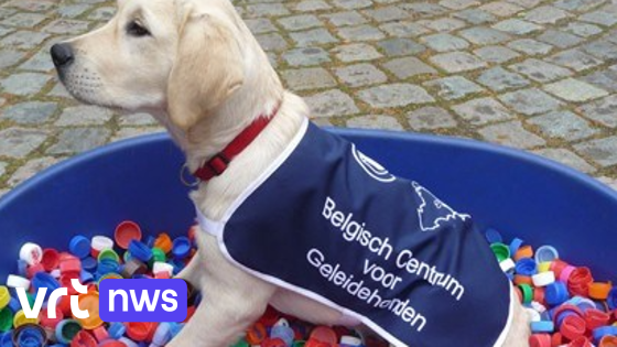 Dopjesactie van Belgisch Centrum Geleidehonden in Tongeren blijft succes ondanks Europese maatregel: "We recycleren meer dan flesdopjes"