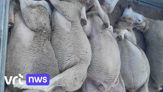 Schapenhouder Andre uit Meeuwen overweegt te stoppen na dodelijke wolvenaanval: "Het is onbegonnen werk"
