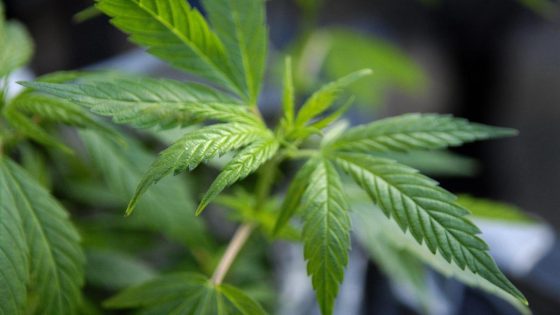Mysterie rond ‘cannabisplantjes’ in straten lijkt na vier weken opgelost