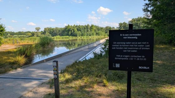 Bokrijk ook geteisterd door blauwalgen