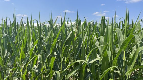 ‘Corn sweat’ will make Michigan feel even hotter later this week