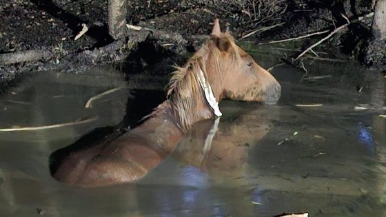 Gezin uit Brugge redt op vakantie pony van verdrinkingsdood