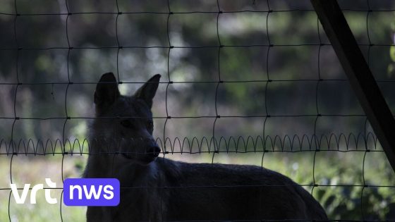 CD&V-politici eisen uitbreiding risicozone wolf Merodegebied na aanval op kalf in Herselt