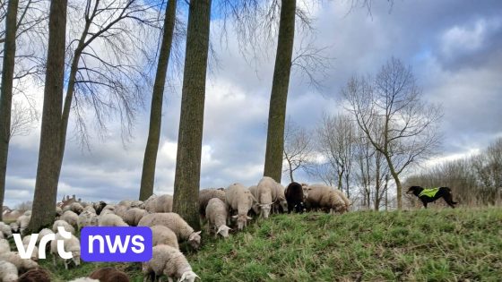 Hof van Beroep vernietigt eerder vonnis en geeft Lanaken en vzw Toerisme gelijk in zaak tegen schaapsherder
