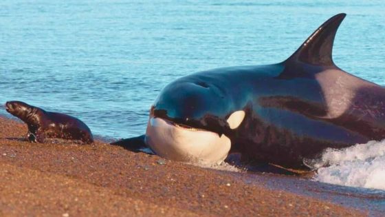An Orca Chasing A Seal Outside Of Water